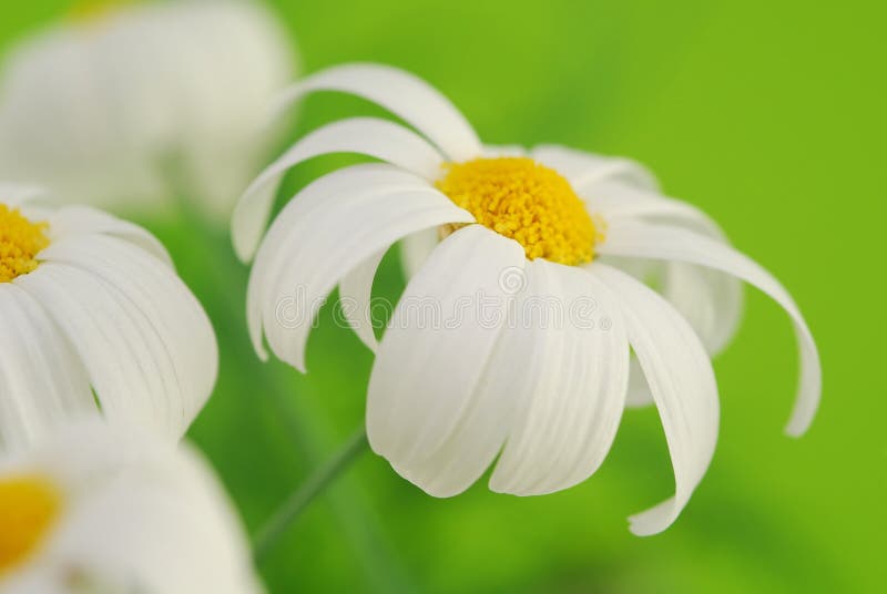 White spring marguerite