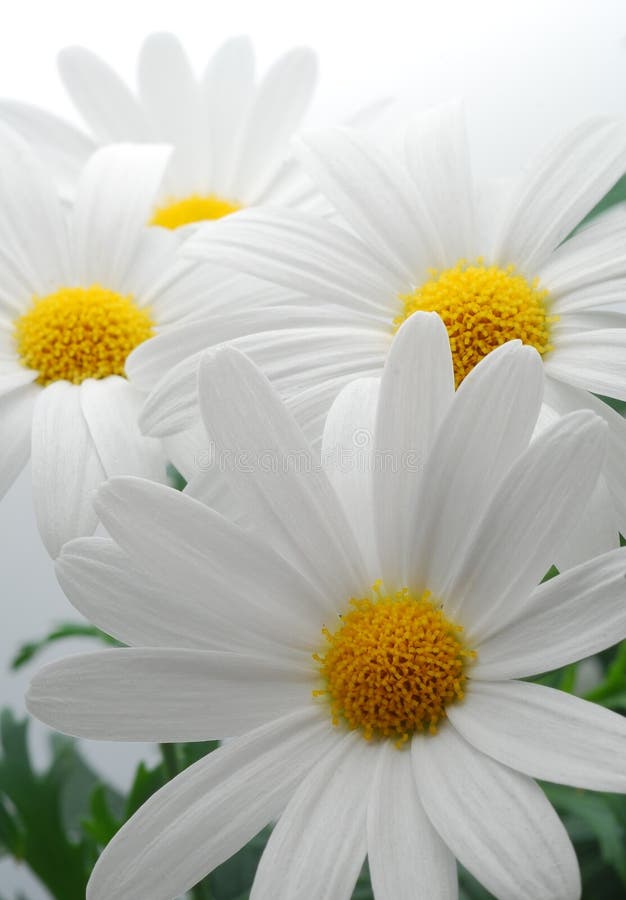 White spring marguerite