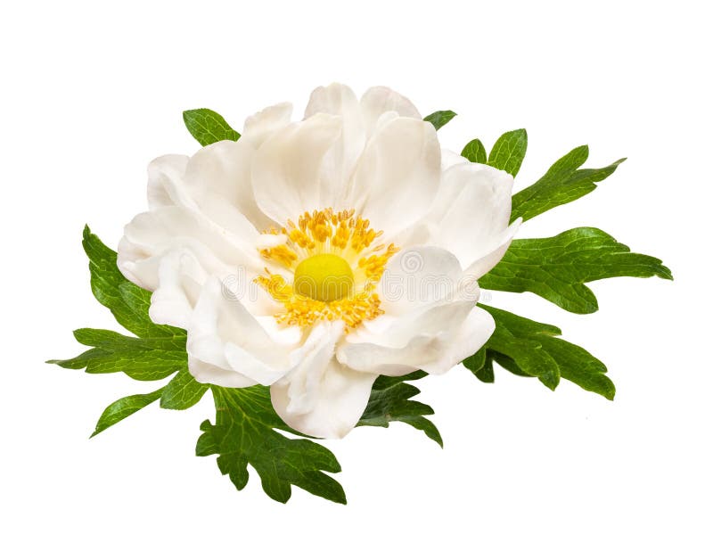 White Tender Anemone Flower Isolated on White Background Stock Photo