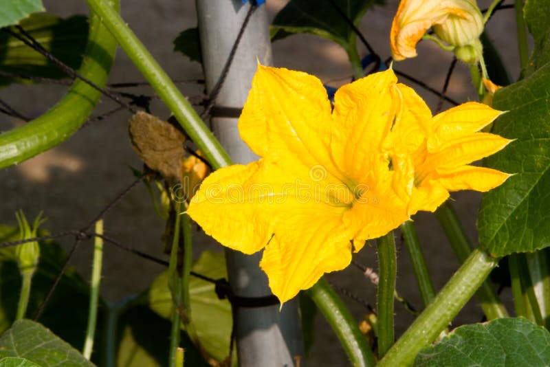 White squash flower stock image. Image of plants, plant 32050813