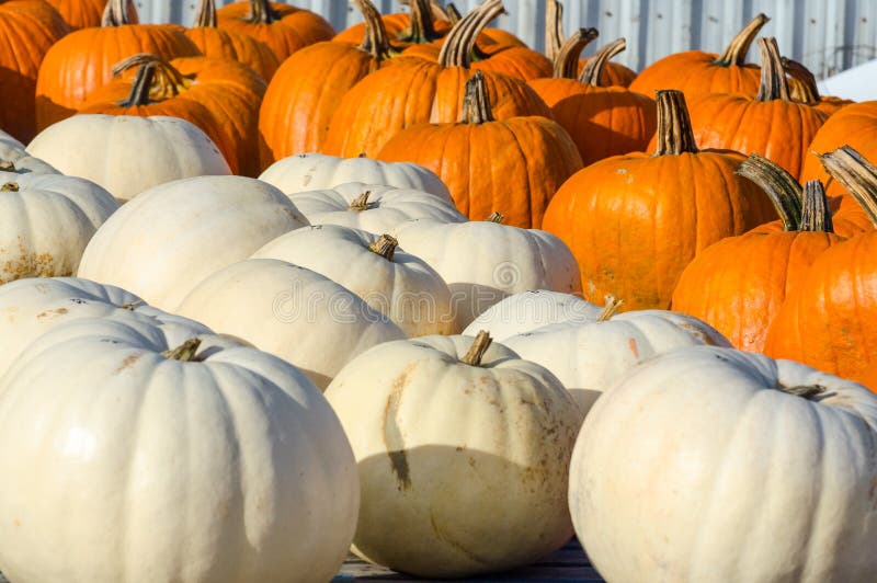 White squash and pumpkins stock photo. Image of agriculture 46162084