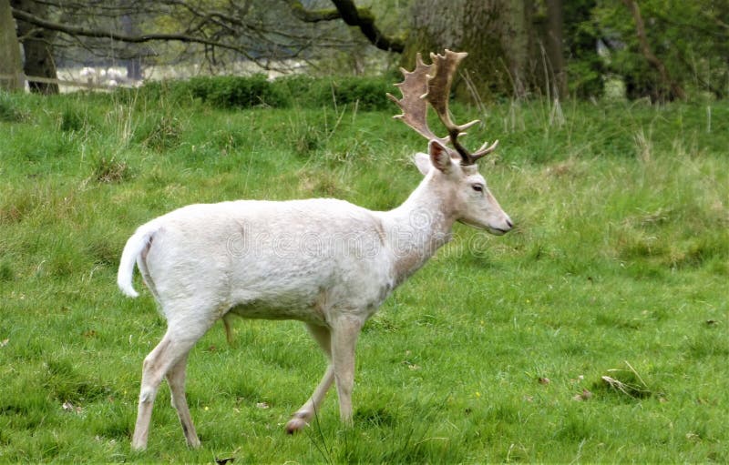 White Stag walking through the forest