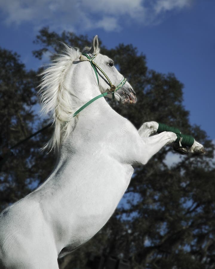 Majestuosamente blanco semental crianza sobre el trasero piernas.