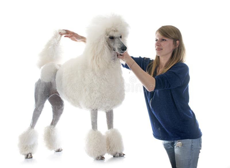 White Standard Poodle stock photo. Image of king, animal 52456134