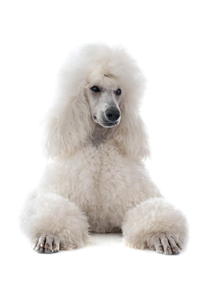 White Standard Poodle stock photo. Image of attentive 24884422