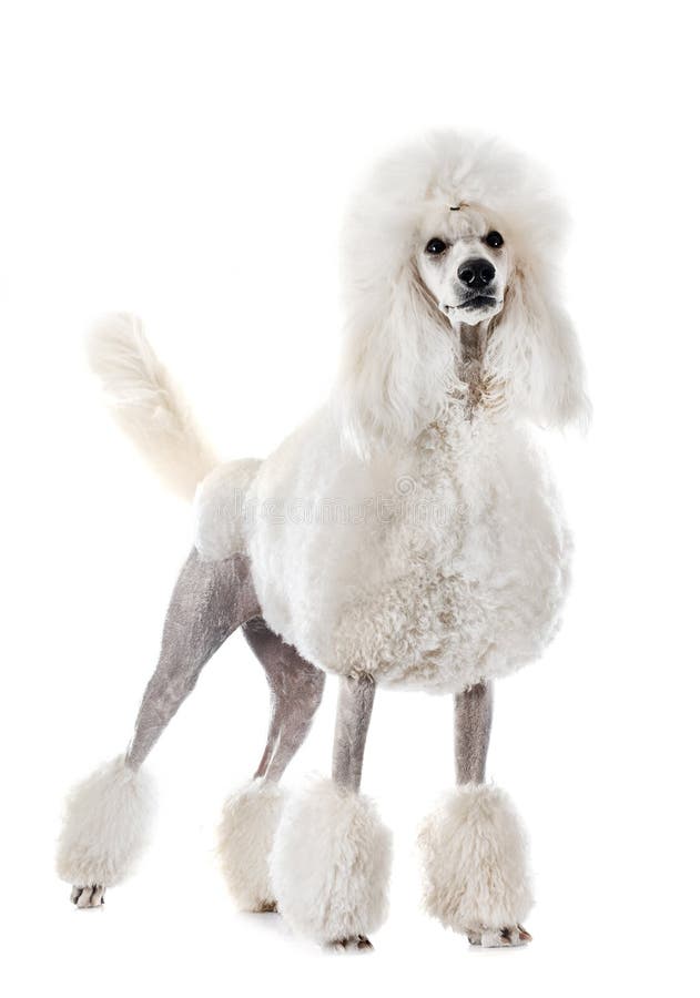 White Standard Poodle stock photo. Image of attentive 24884422