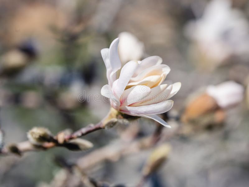 White Star Magnolia Flower in Bloom, Perched Atop a Tree Branch Stock