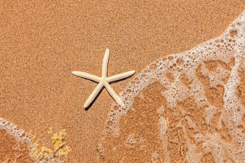 White starfish on sand stock image. Image of break, ocean - 38897517