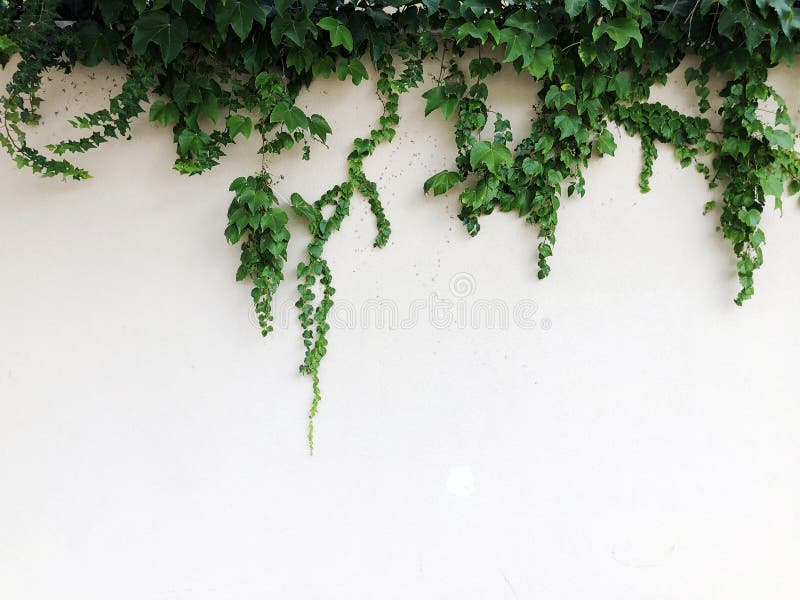 White stone wall and plants in Rishon Le Zion. Close up shot. Concrete fragment stock images, royalty-free photos and pictures