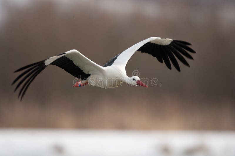 White stork flying to foraging grounds