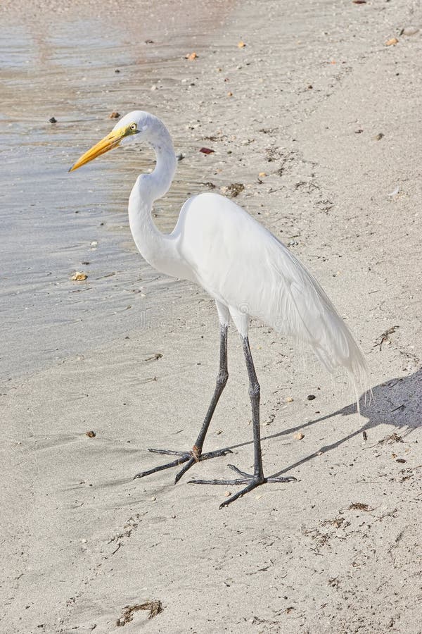 White stork wading into water.