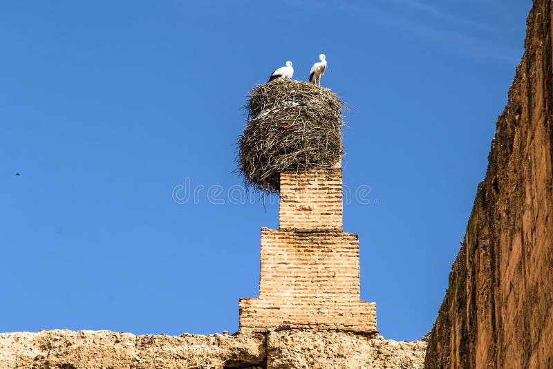 White stork bird nest in El Badi Palace, Marrakech, Morocco, Africa