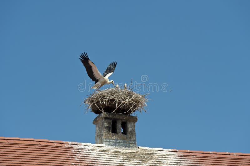 White stork (Ciconia ciconia) at the nest, Rust, Burgenland, Austria. White stork (Ciconia ciconia) at the nest, Rust, Burgenland, Austria