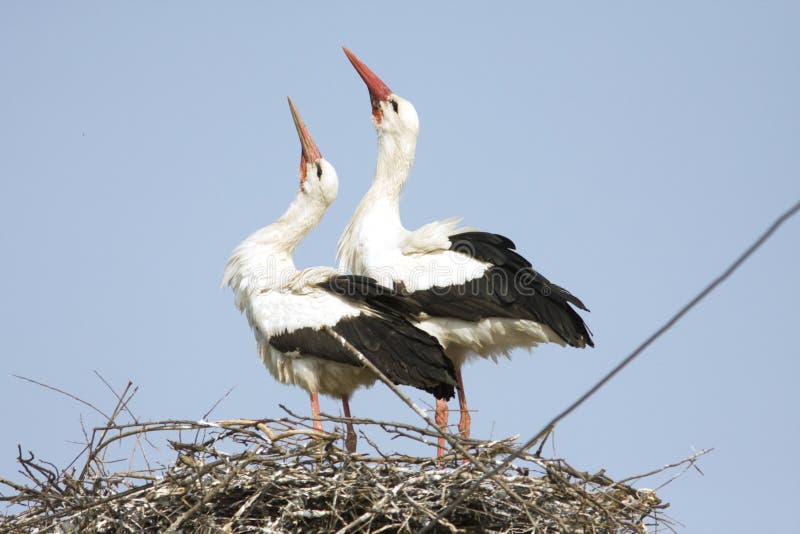 White stork / Ciconia ciconia