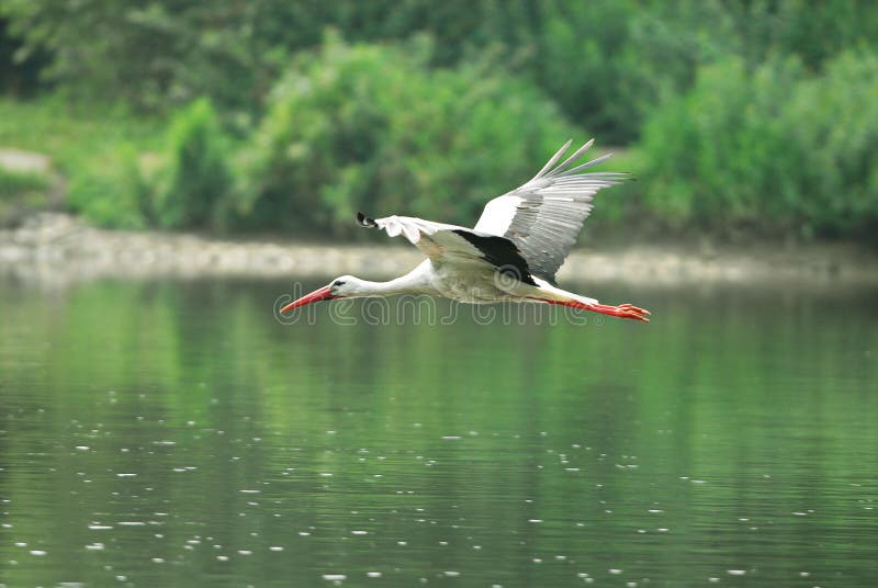 White Stork (Ciconia ciconia)