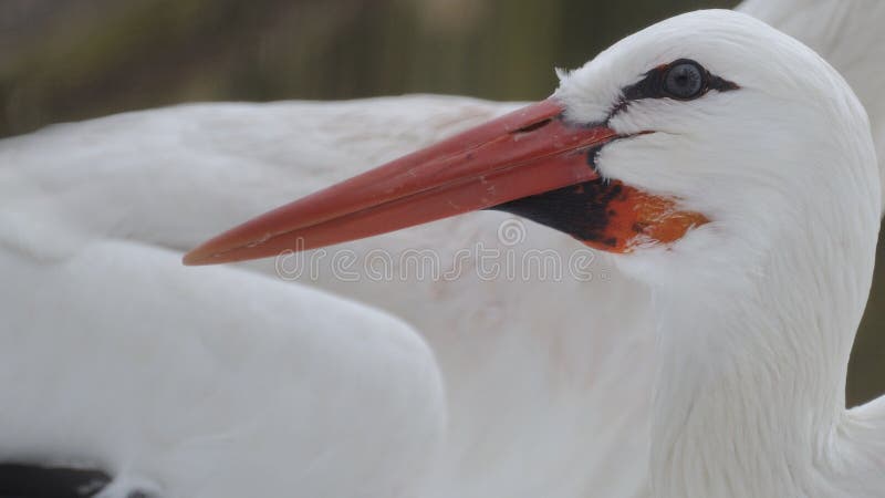 The white stork is a very large bird. It is the bird who brings babys in a little bag to your home ;-). The white stork is a very large bird. It is the bird who brings babys in a little bag to your home ;-)