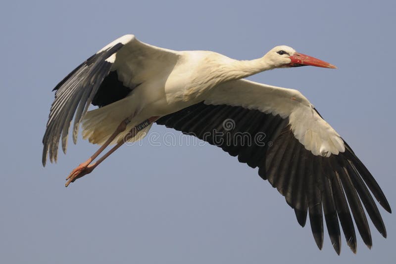 Side view of a white stork in flight. Side view of a white stork in flight