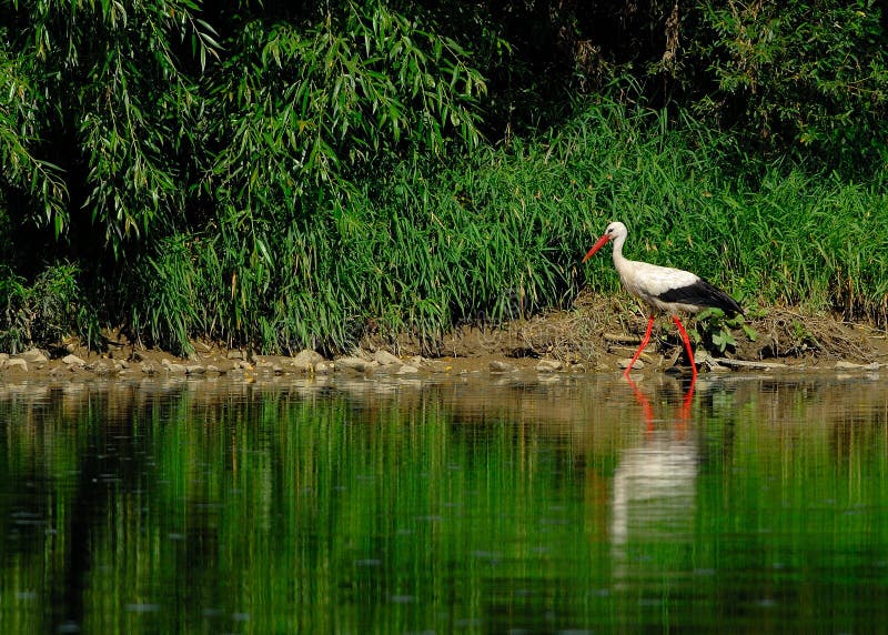 White Stork (Ciconia ciconia)