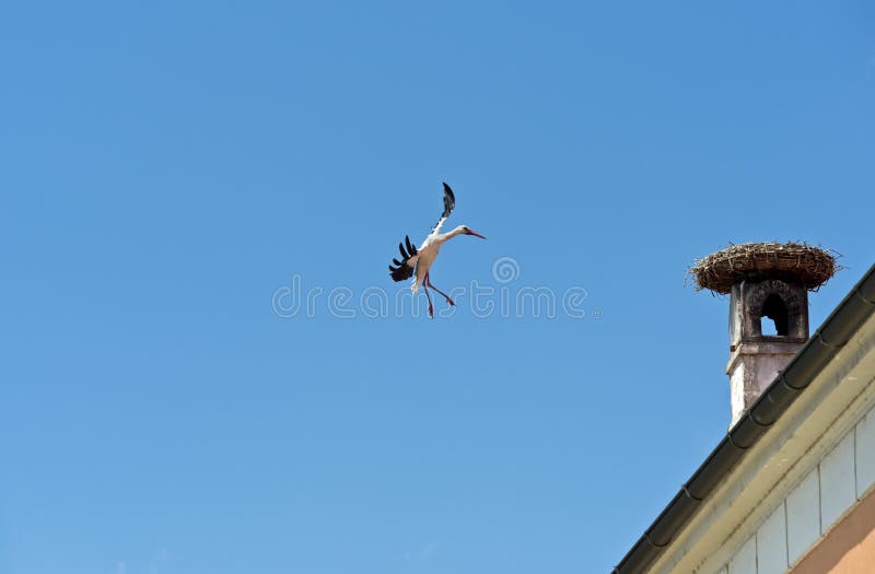 White stork (Ciconia ciconia) performing acrobatic flight maneuvers when approaching a nest, Rust, Burgenland, Austria