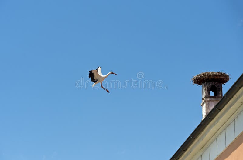 White stork (Ciconia ciconia) performing acrobatic flight maneuvers when approaching a nest, Rust, Burgenland, Austria