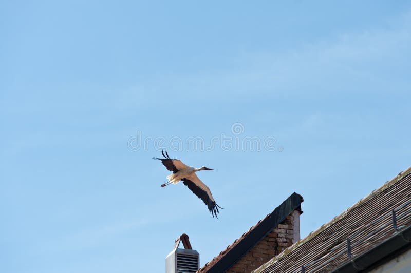 White stork (Ciconia ciconia) with spread wings flying over a building, town of storks Rust, Burgenland, Austria