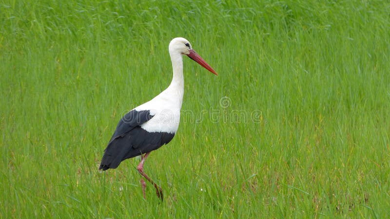 White stork (Ciconia ciconia) on a green meadow