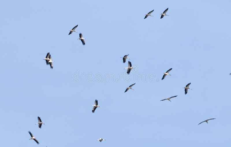 White stork, Ciconia ciconia. A large flock of birds fly in circles in the sky above the river.