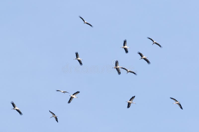 White stork, Ciconia ciconia. A large flock of birds fly in circles in the sky above the river.