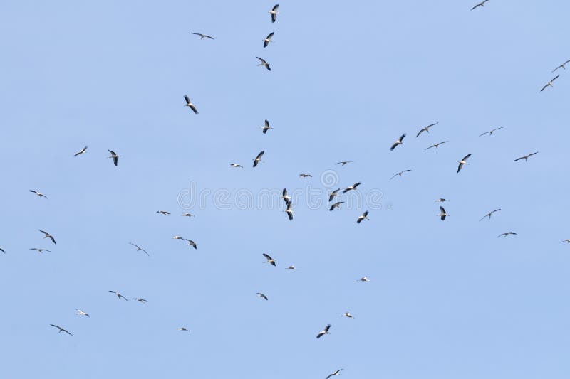 White stork, Ciconia ciconia. A large flock of birds fly in circles in the sky above the river.