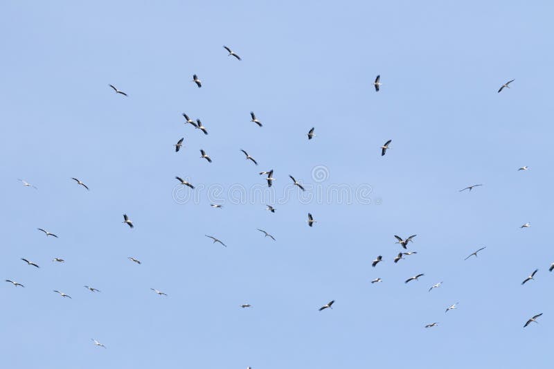 White stork, Ciconia ciconia. A large flock of birds fly in circles in the sky above the river.