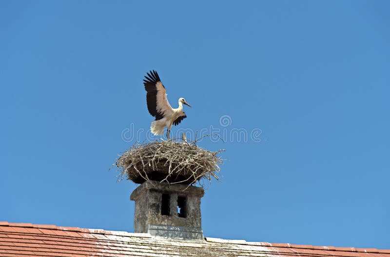 White stork (Ciconia ciconia) at the nest built on a smoke stack, Rust, Burgenland, Austria