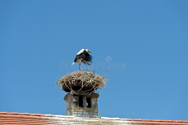 White stork (Ciconia ciconia) at the nest built on a smoke stack, Rust, Burgenland, Austria