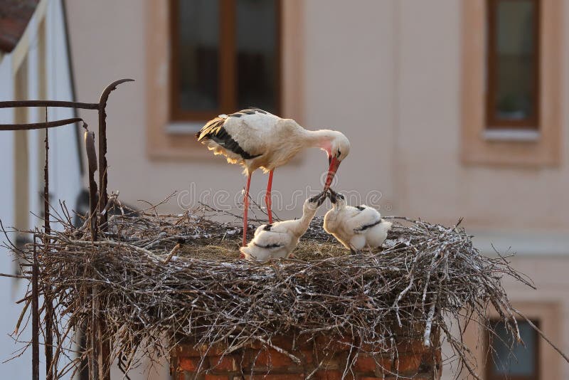 White stork, Ciconia ciconia, in nest on old brick chimney with rusty ladder. Adult stork feeding two chicks. Nesting birds