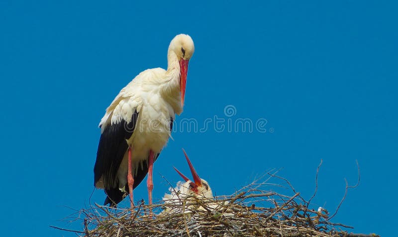 White stork (Ciconia ciconia) on nest platform in Turkey