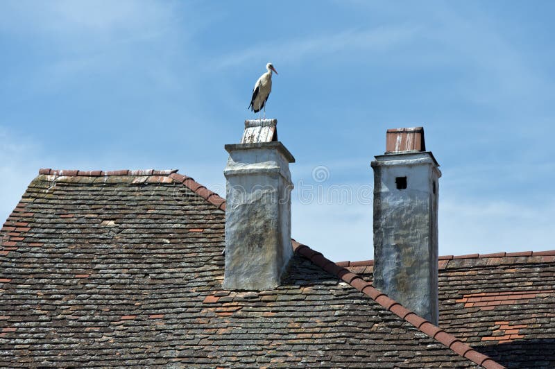 White stork (Ciconia ciconia) standingt on a chimney, Rust, Burgenland, Austria