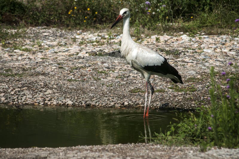 White stork closeup royalty free stock image White stork closeup royalty free stock image