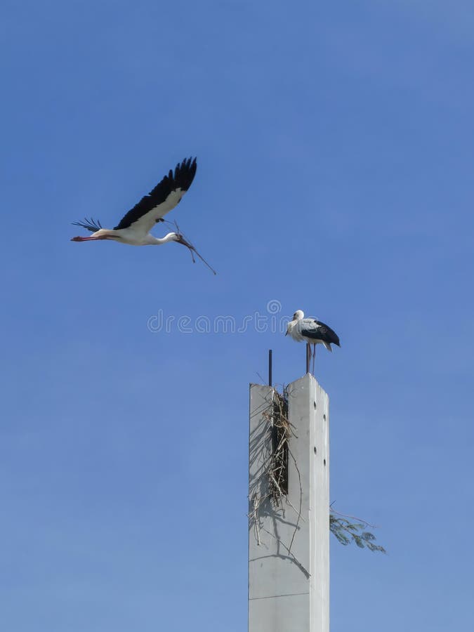 A white stork couple building their nest. One is in flight carrying a twig in its beak