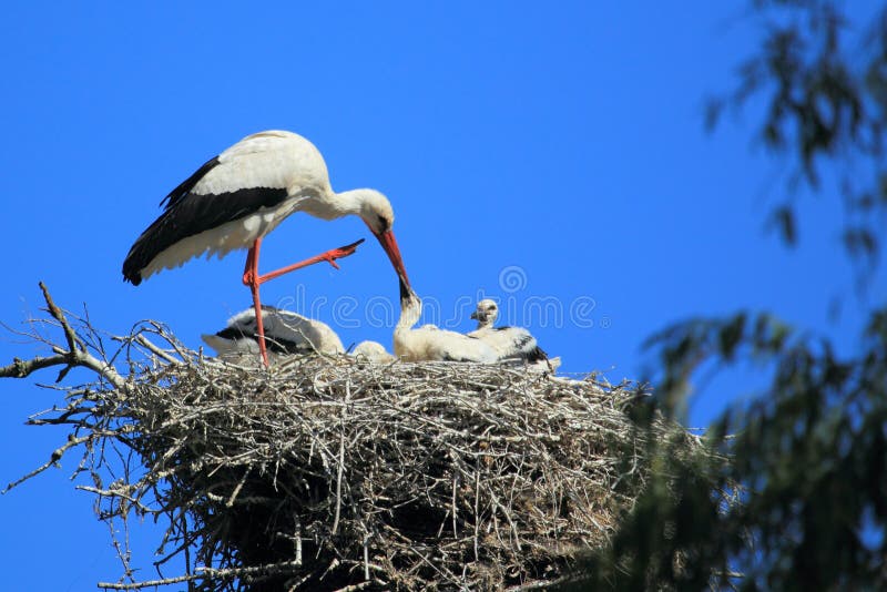 White stork family