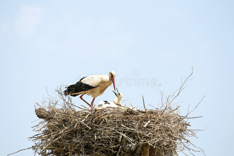 White stork feeding her babies on the nest royalty free stock photos