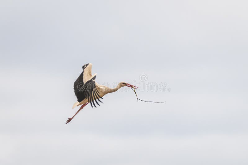 White stork flies with branch of tree in beak. Spring season. Nesting period has started.