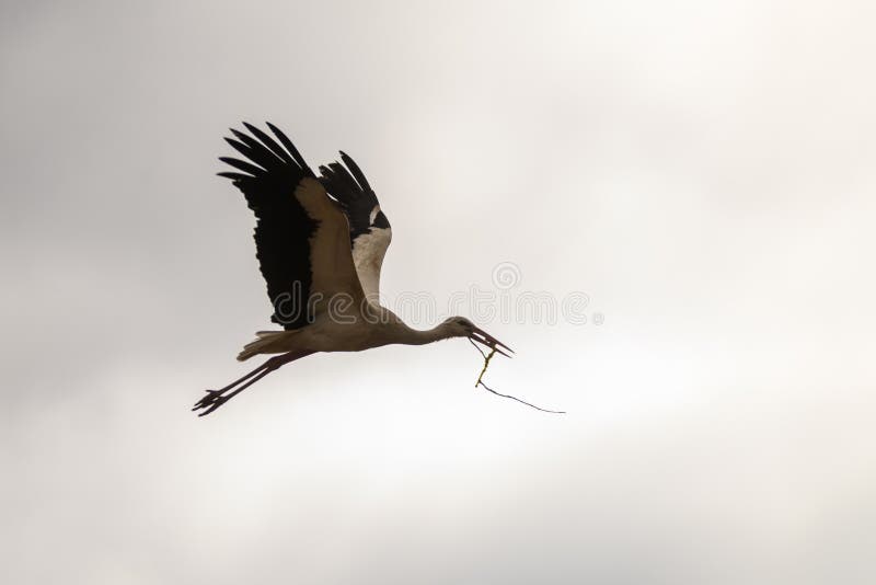 White stork flies with branch of tree in beak. Spring season. Nesting period has started.