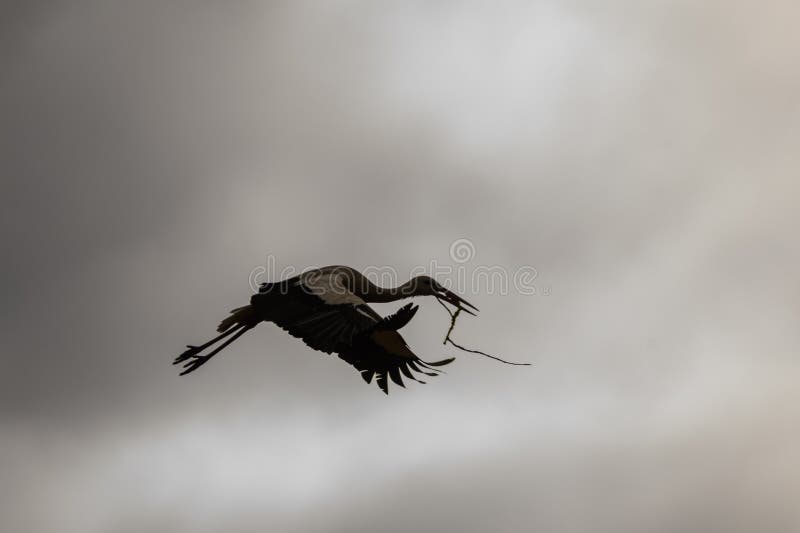 White stork flies with branch of tree in beak. Spring season. Nesting period has started.