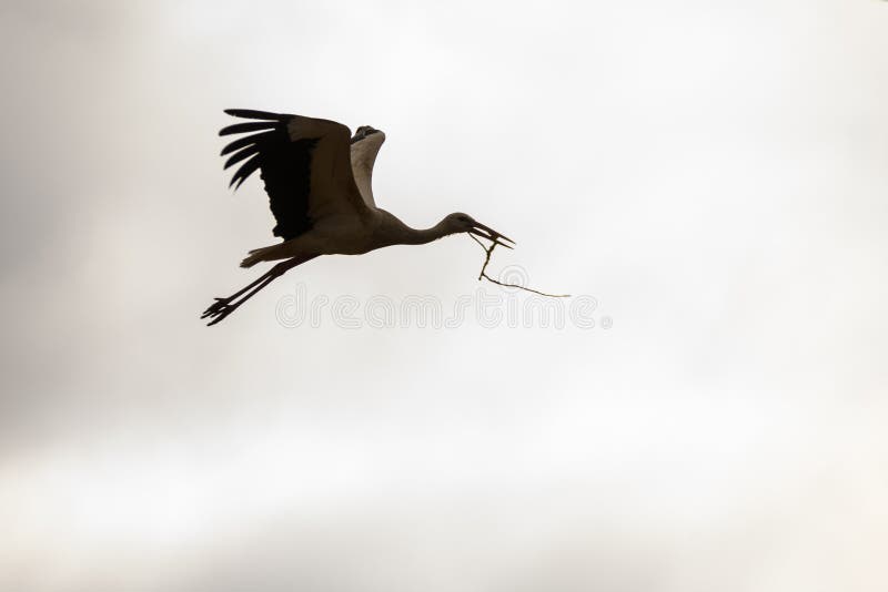 White stork flies with branch of tree in beak. Spring season. Nesting period has started.