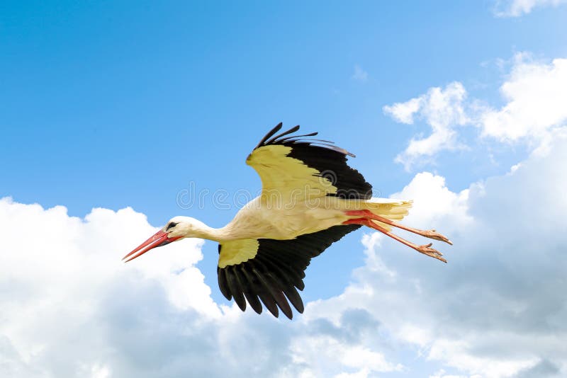 White stork royalty free stock photography