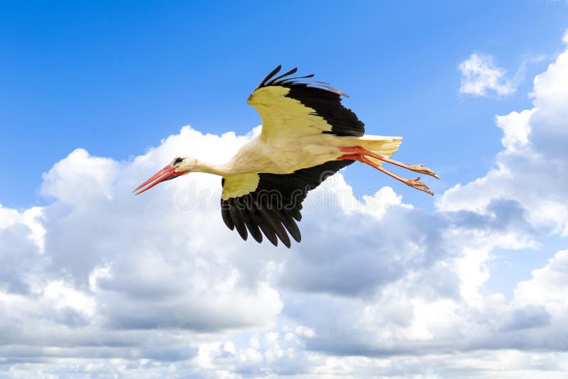 White stork royalty free stock image