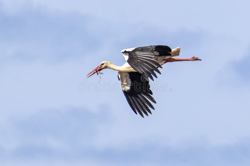 White stork flying over a cliff along the coastline of Odeceixe, Algarve in Portugal