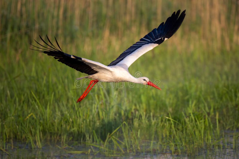 White stork in flight over grass field near water. White stork in flight over grass field near water