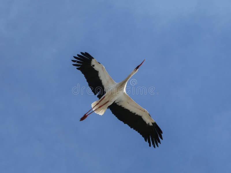 White stork flying with spread open wings on the blue sky - wildlife nature