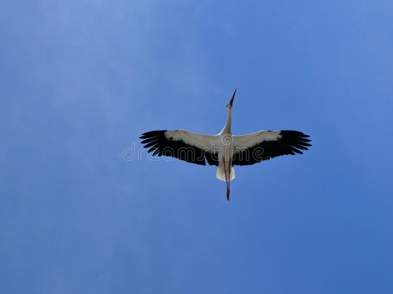 White stork flying with spread open wings on the blue sky. Wildlife nature. White stork flying with spread open wings on the blue sky. Wildlife nature