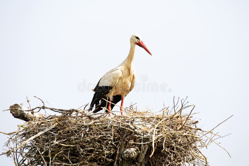 White stork stock photo
